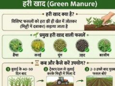 हरी खाद का उपयोग मिट्टी के लिए जीवनदायिनी संजीवनी से कम नहीं