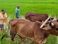 अपनी माटी और खेती-किसानी से मुख्यमंत्री विष्णु देव साय का आत्मीय जुड़ाव,गृहग्राम बगिया में सुबह-सुबह खेत पहुंचे मुख्यमंत्री, बैलों के साथ हल चलाकर की बियासी…