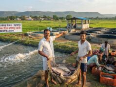 बदलाव की मिसाल : बदली किसानों की किस्मत प्रधानमंत्री मत्स्य संपदा योजना से, पारंपरिक खेती के साथ मछली पालन बन रहा अतिरिक्त आमदनी का मजबूत जरिया….