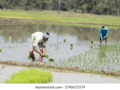 छत्तीसगढ़ में लक्ष्य का 98 प्रतिशत बोनी पूर्ण प्रदेश में चालू खरीफ सीजन 2026 के लिए निर्धारित लक्ष्य से अधिक उर्वरक का भंडारण