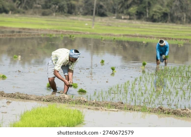 indian-farmer-working-paddy-planting-260nw-2740672579